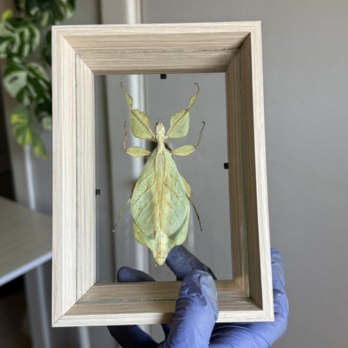 حشرة الورقة الماشية