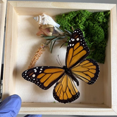 فراشة مونارش الملكية و صدفه حقيقية