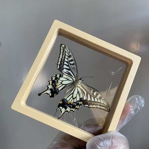 فراشة بدون اطار