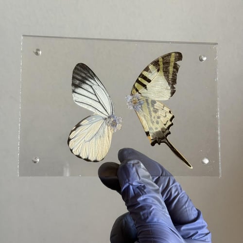 لوحة شفافة صغيرة جناح فراشات