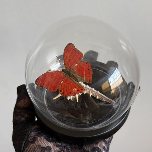 cymothoe excelsa♥️