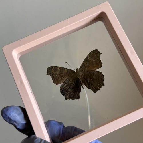 فراشة الطاووس بدون اطار