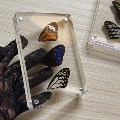 لوحة اجنحة فراشات جميلة