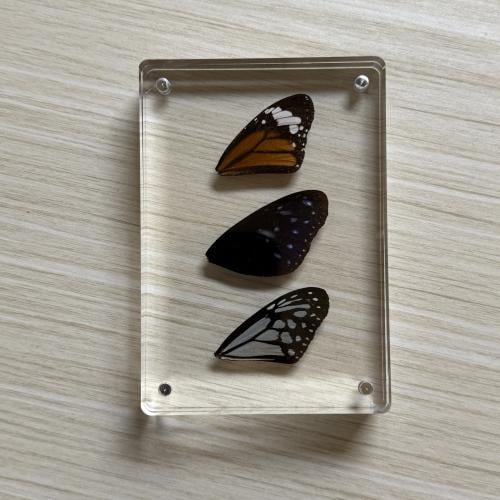 لوحة اجنحة فراشات جميلة