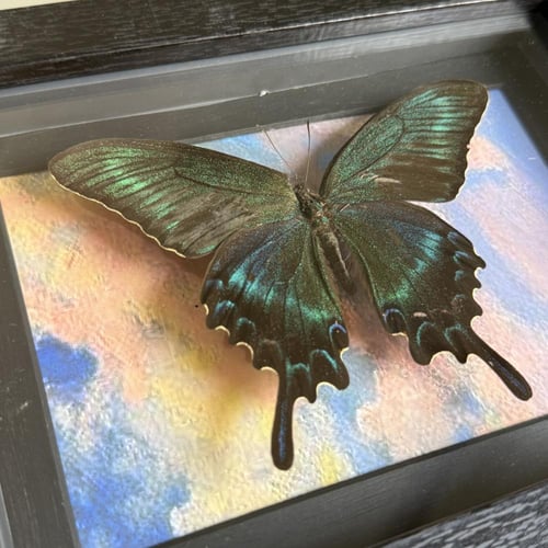 Papilio maccee