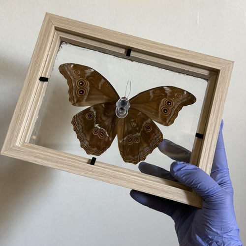 Morpho