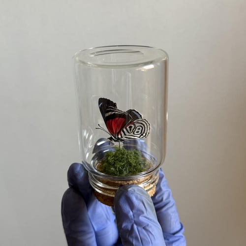 فراشة 88 ♥️