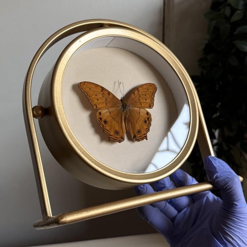 Orange butterfly
