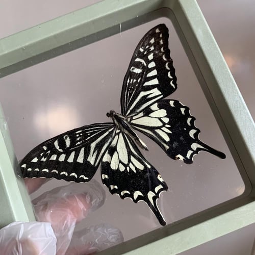 فراشة بدون اطار