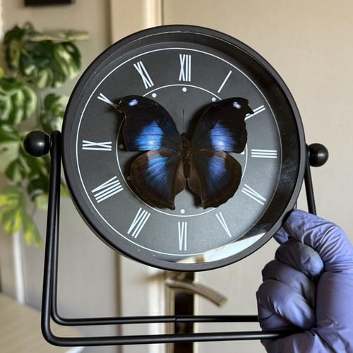 فراشة غروب القمر