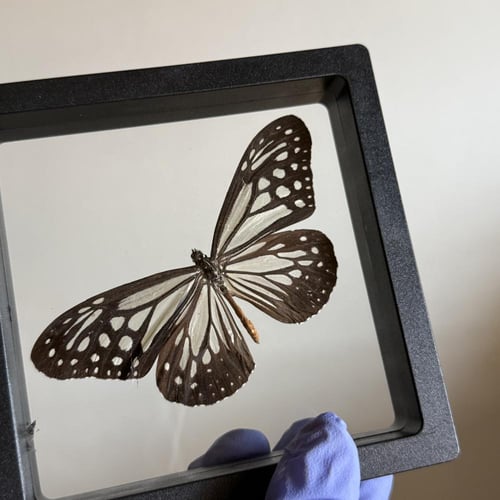 فراشة بدون اطار
