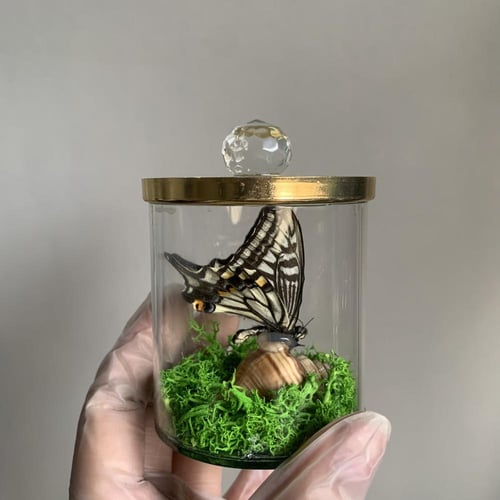 فراشة لطيفة في زجاجة