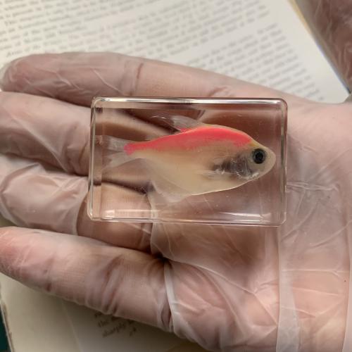 ديكور سمك وردي