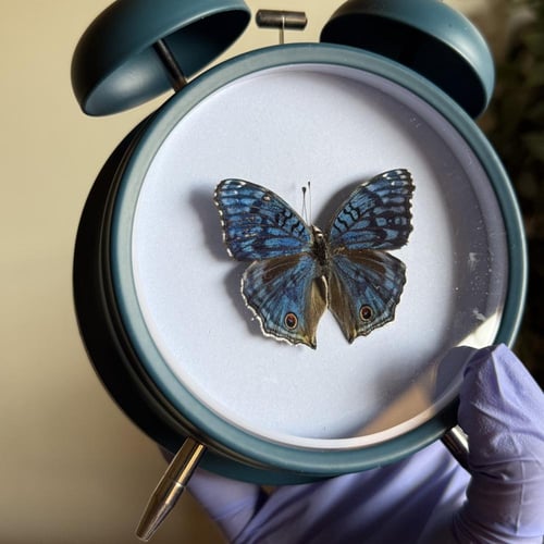 Junonia rhadama فراشة