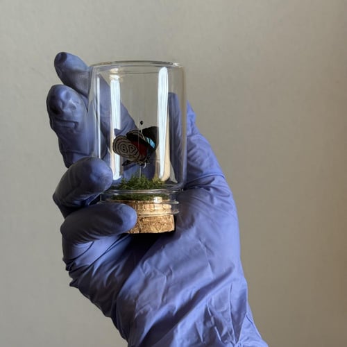 فراشة 88 ♥️