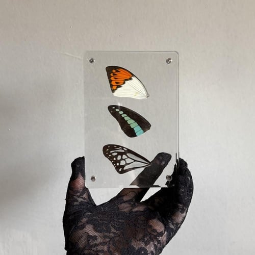 لوحة اجنحة فراشات جميلة