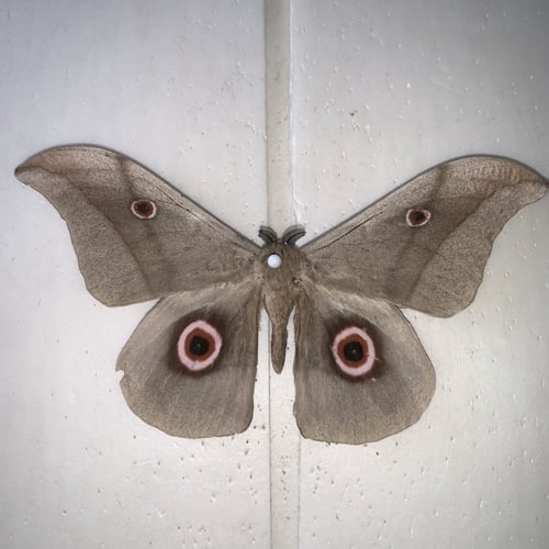 Togo Pseudobunaea chrysti العملاقة