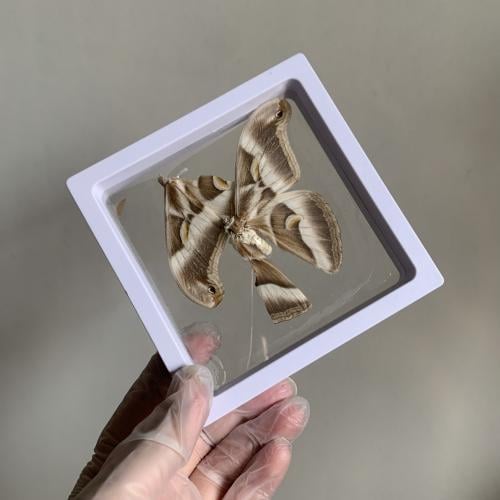 فراشة بدون اطار