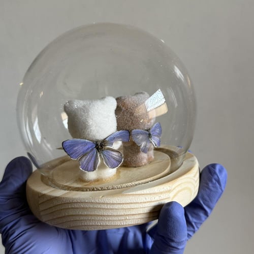 غاضب ! معركة كيوتية ( خنفساء و فراشات حقيقية)