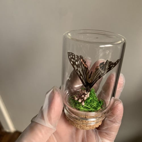 فراشة لطيفة في زجاجة