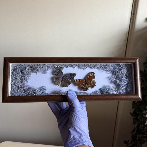 Junonia rhadama و فراشة الطاووس عمل فني