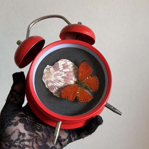 cymothoe excelsa♥️