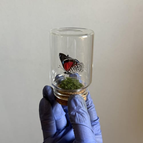 فراشة 88 ♥️