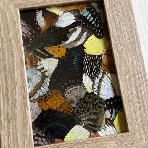 لوحة اجنحة فراشات ملونه