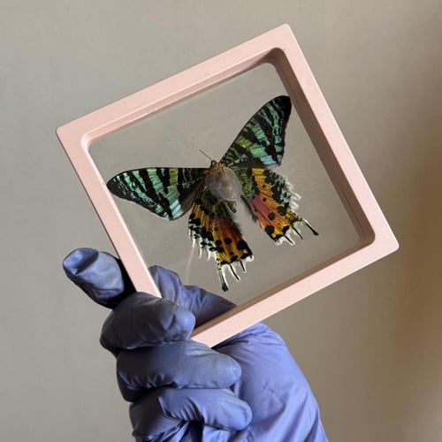 Sunset moth بدون اطار