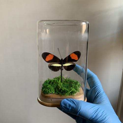 Heliconius melpomene