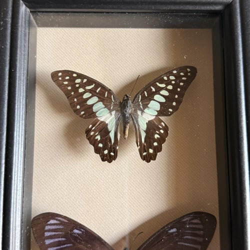 3 beautiful butterflies عمل مميز