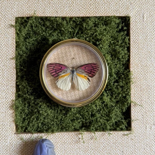 لوحة تعليق فراشة حقيقية♥️