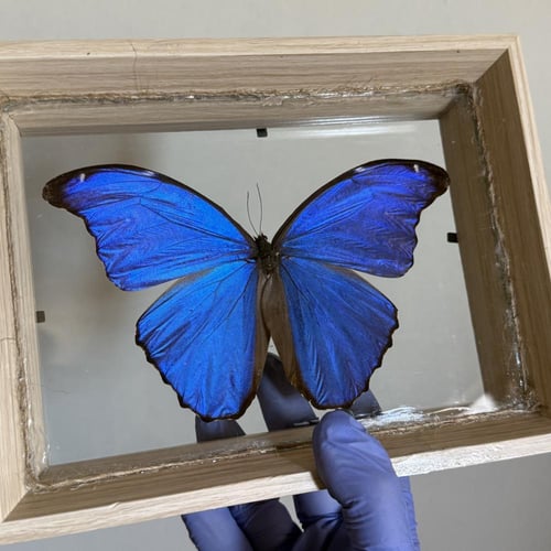 Morpho