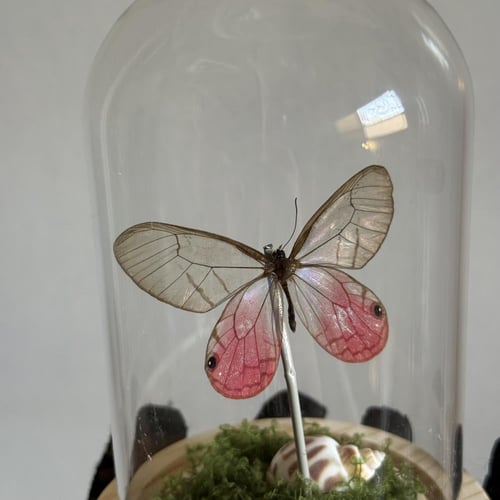 cithaerias merolina