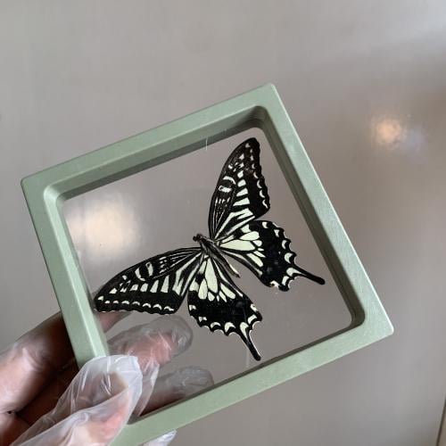 فراشة بدون اطار