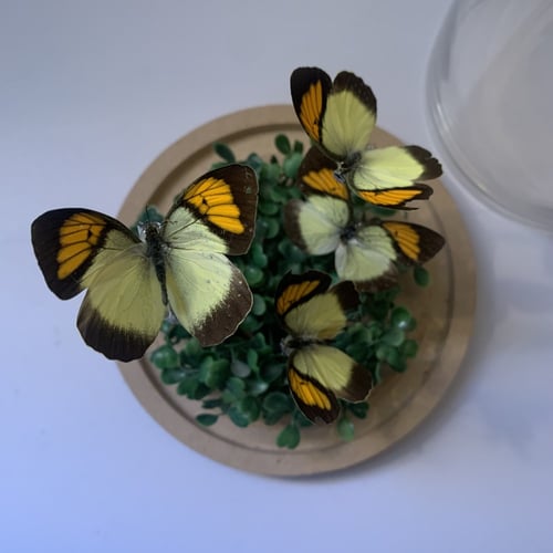 Small butterflies عمل مميز و كبير
