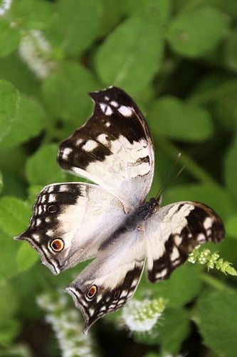 Salamis duprei اطار شفاف عمل يدوي