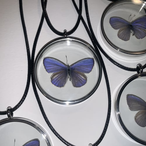 Blue butterfly قلاده فراشة كامله