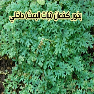 بذور كفعان (نبات البعث)