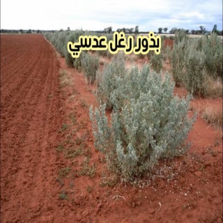 بذور رغل عدسي 7 بذور