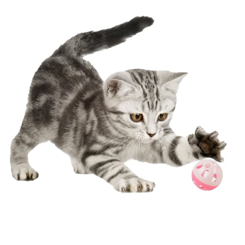 لعبة دحرجة الكرات والأجراس للقطط