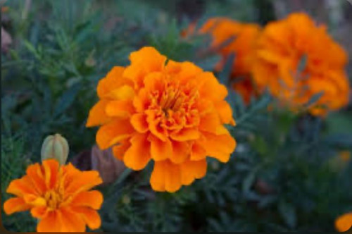 بذور كرازنثيمو كوراناريوم مخلوط 50