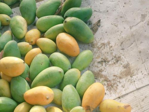 3 بوكسات لانجرا 9 كيلو