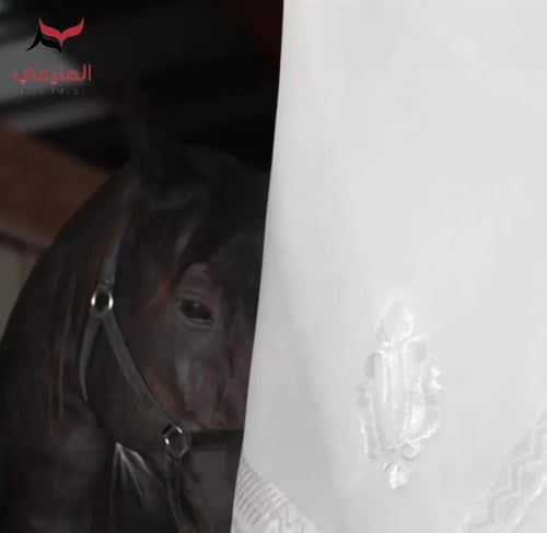 غترة الخيال المطرزة