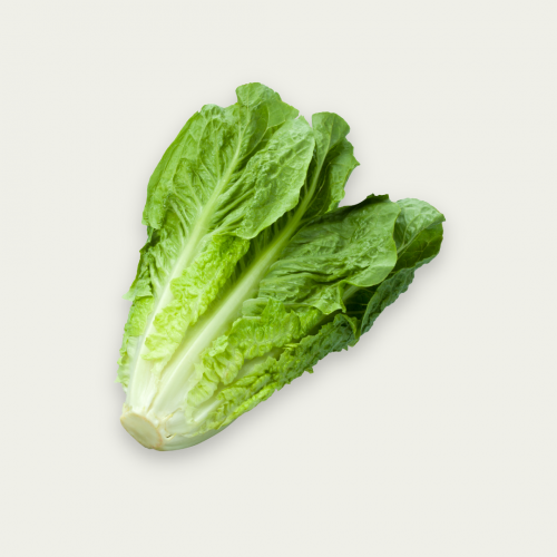 خس طويل _ حبه