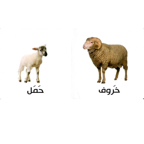 صغار الحيوانات