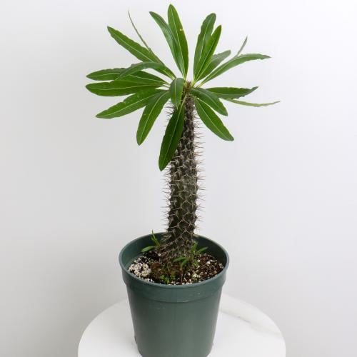 بذور نخيل دبسس مدغشقر