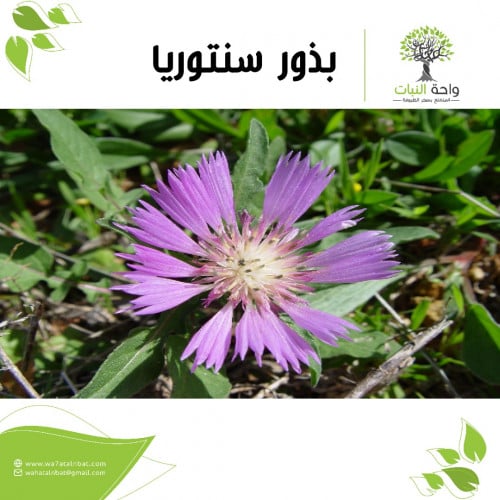 بذور سنتوريا