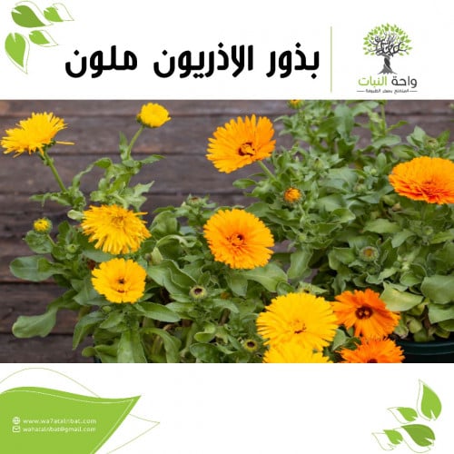 بذور الاذريون ملون