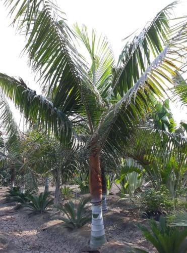 نخيل ليبتو شيلوس